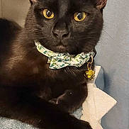 Leon is registered to the contest to win money with this photo: cat, black_cat, pet, animal, feline, collar, bell, bow, yellow_eyes, paw, fur, indoor, blanket, star_pattern, cozy, resting, close_up, cute, domestic_animal, portrait