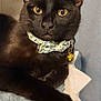 cat, black_cat, pet, animal, feline, collar, bell, bow, yellow_eyes, paw, fur, indoor, blanket, star_pattern, cozy, resting, close_up, cute, domestic_animal, portrait