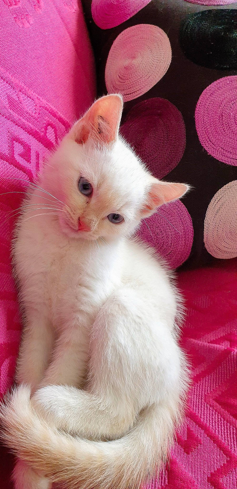 Minos a rejoint le concours — aidez-le/la à gagner de superbes lots ! carnivore, cat, claw, comfort, domestic_short_haired_cat, fawn, felidae, fur, magenta, paw, pink, small_to_medium_sized_cats, snout, tail, whiskers