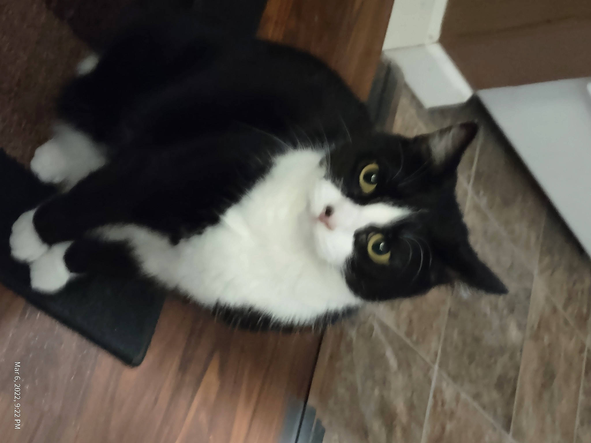 Doodle joined the competition — help win amazing prizes! box, carnivore, cat, comfort, domestic_short_haired_cat, felidae, flooring, fur, hardwood, mammal, small_to_medium_sized_cats, snout, tail, whiskers, wood