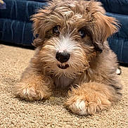 Blue is registered to the contest to win money with this photo: puppy, dog, fur, fluffy, carpet, indoor, cute, pet, animal, brown, white, nose, paw, laying, canine, young, household, relaxed, closeup, background