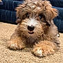 puppy, dog, fur, fluffy, carpet, indoor, cute, pet, animal, brown, white, nose, paw, laying, canine, young, household, relaxed, closeup, background
