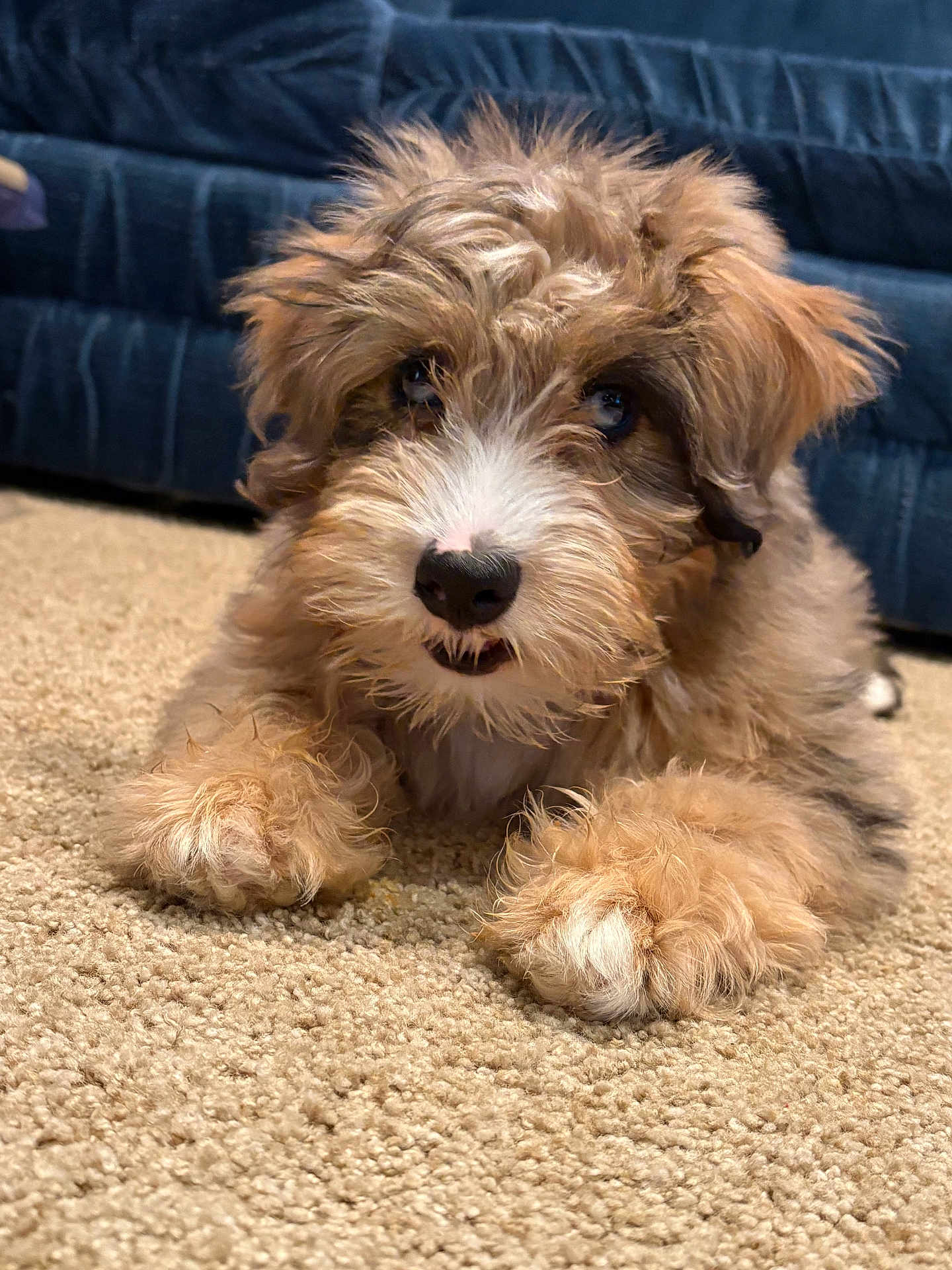 Blue is registered to the contest to win money with this photo: puppy, dog, fur, fluffy, carpet, indoor, cute, pet, animal, brown, white, nose, paw, laying, canine, young, household, relaxed, closeup, background