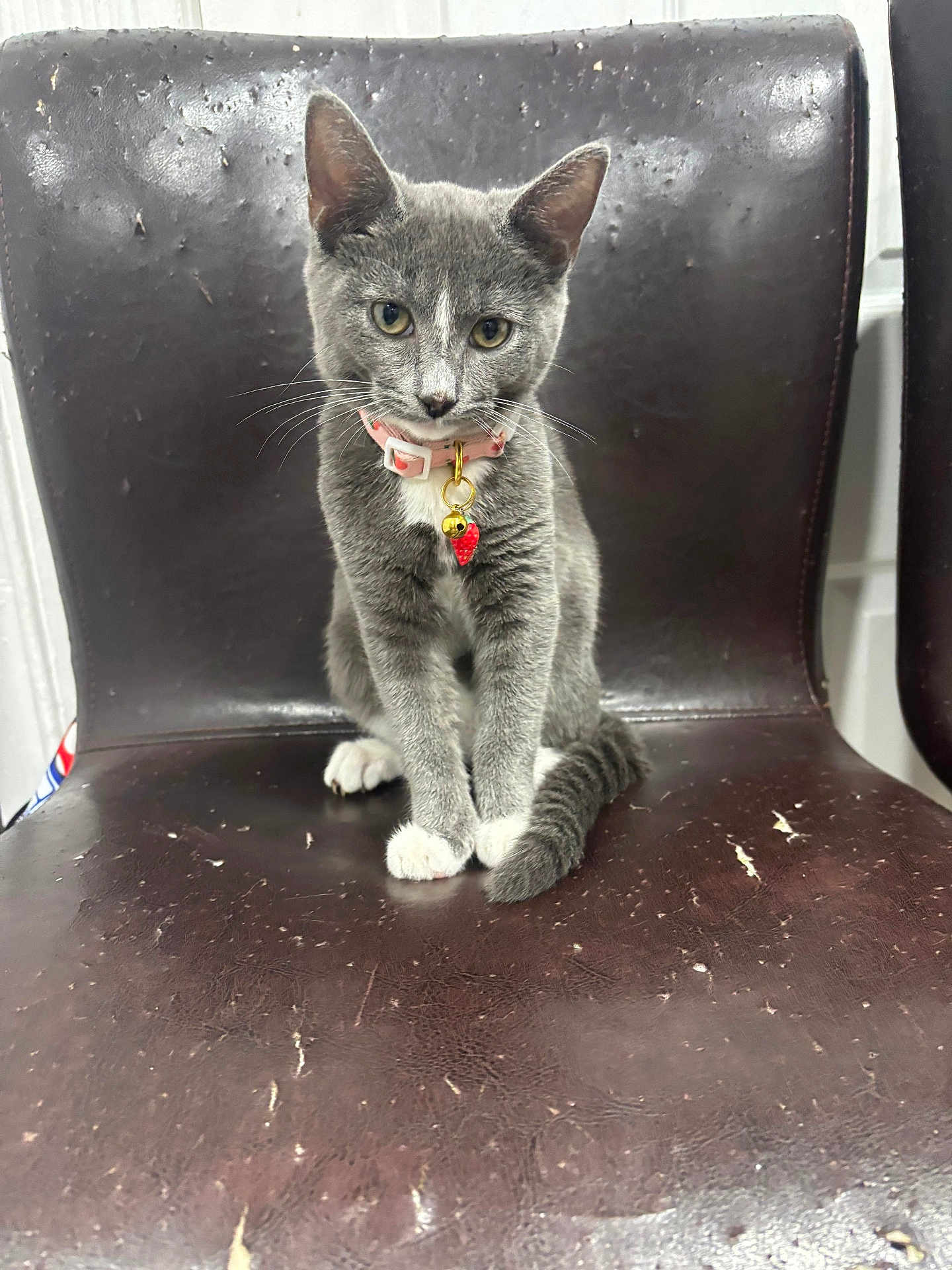 Zoey joined the competition — help win amazing prizes! kitten, cat, gray_cat, white_paws, pink_collar, bell, strawberry_charm, chair, worn_chair, indoor, pet, animal, feline, sitting, looking, curious, fur, whiskers, ears, cute