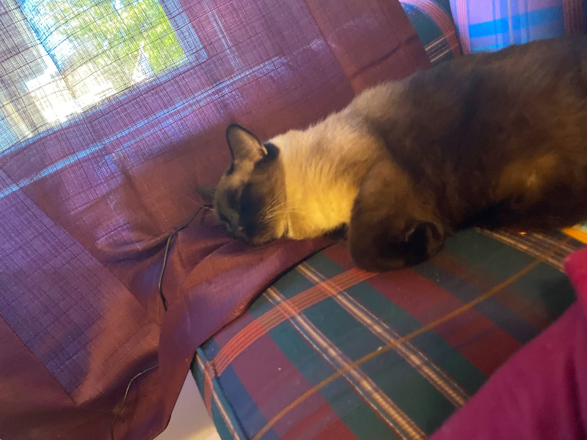 Moe is registered to the contest to win money with this photo: carnivore, cat, comfort, companion_dog, fawn, felidae, flooring, fur, hardwood, linens, mammal, pattern, plaid, siamese, small_to_medium_sized_cats, tail, tartan, tints_and_shades, whiskers, wood