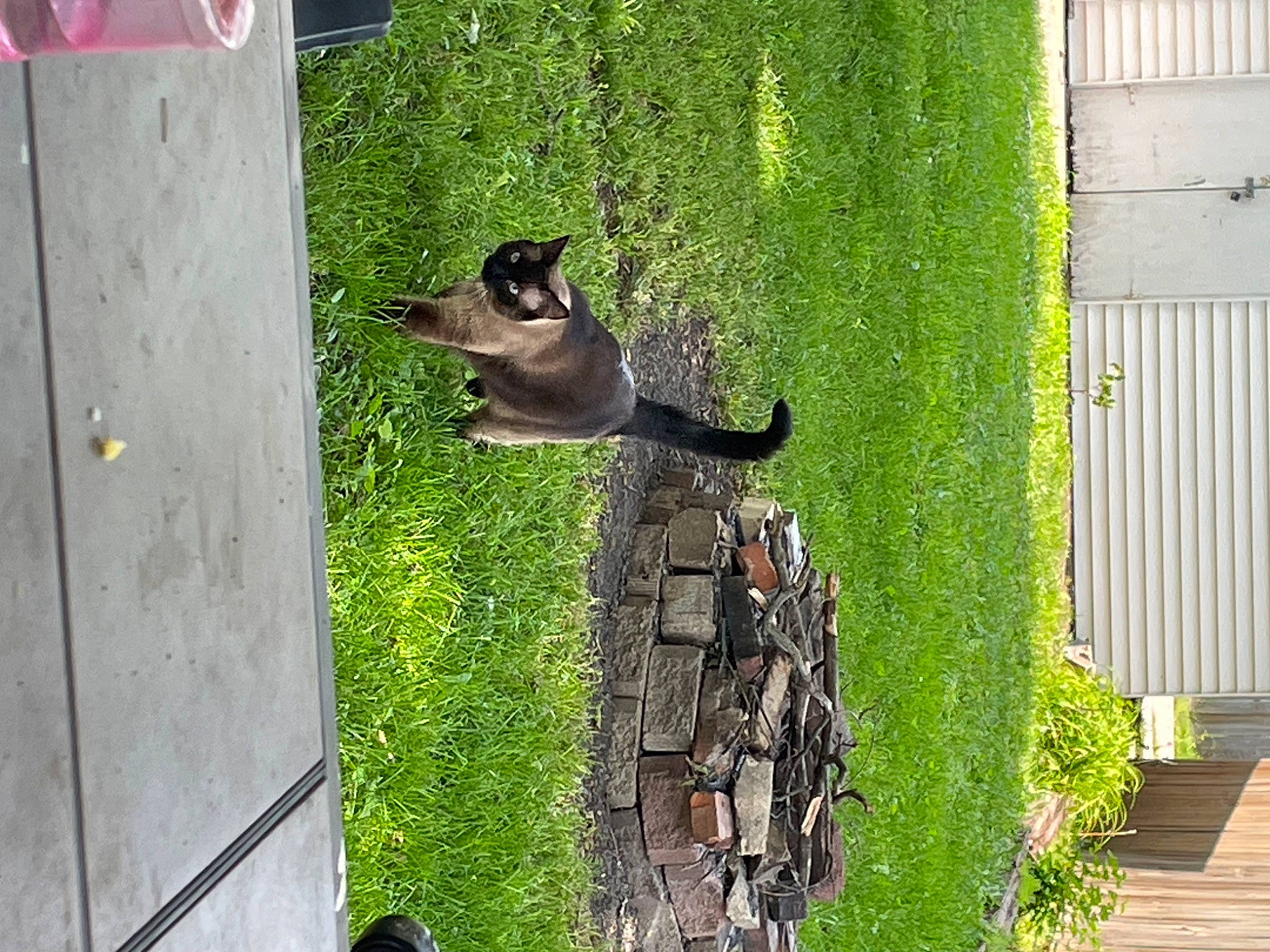 Moe is registered to the contest to win money with this photo: art, canidae, carnivore, dog, dog_breed, door, fawn, grass, green, pet_supply, plant, sporting_group, tail, trunk, wildlife, wood, yard