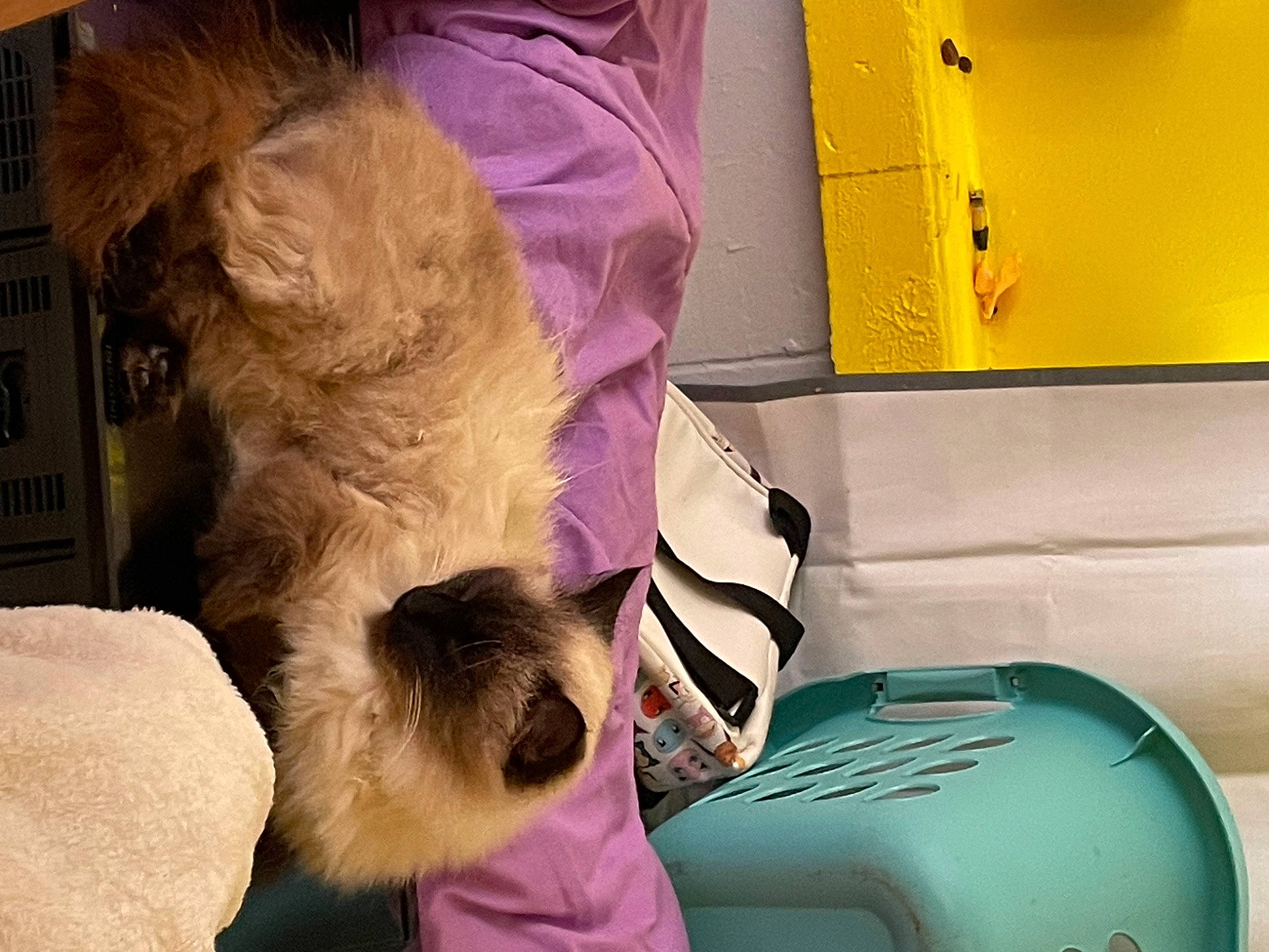 Spice joined the competition — help win amazing prizes! balinese, box, canidae, carnivore, cat, comfort, companion_dog, dog_breed, fawn, felidae, fur, gas, lap, machine, siamese, small_to_medium_sized_cats, sporting_group, thai, toy_dog, whiskers