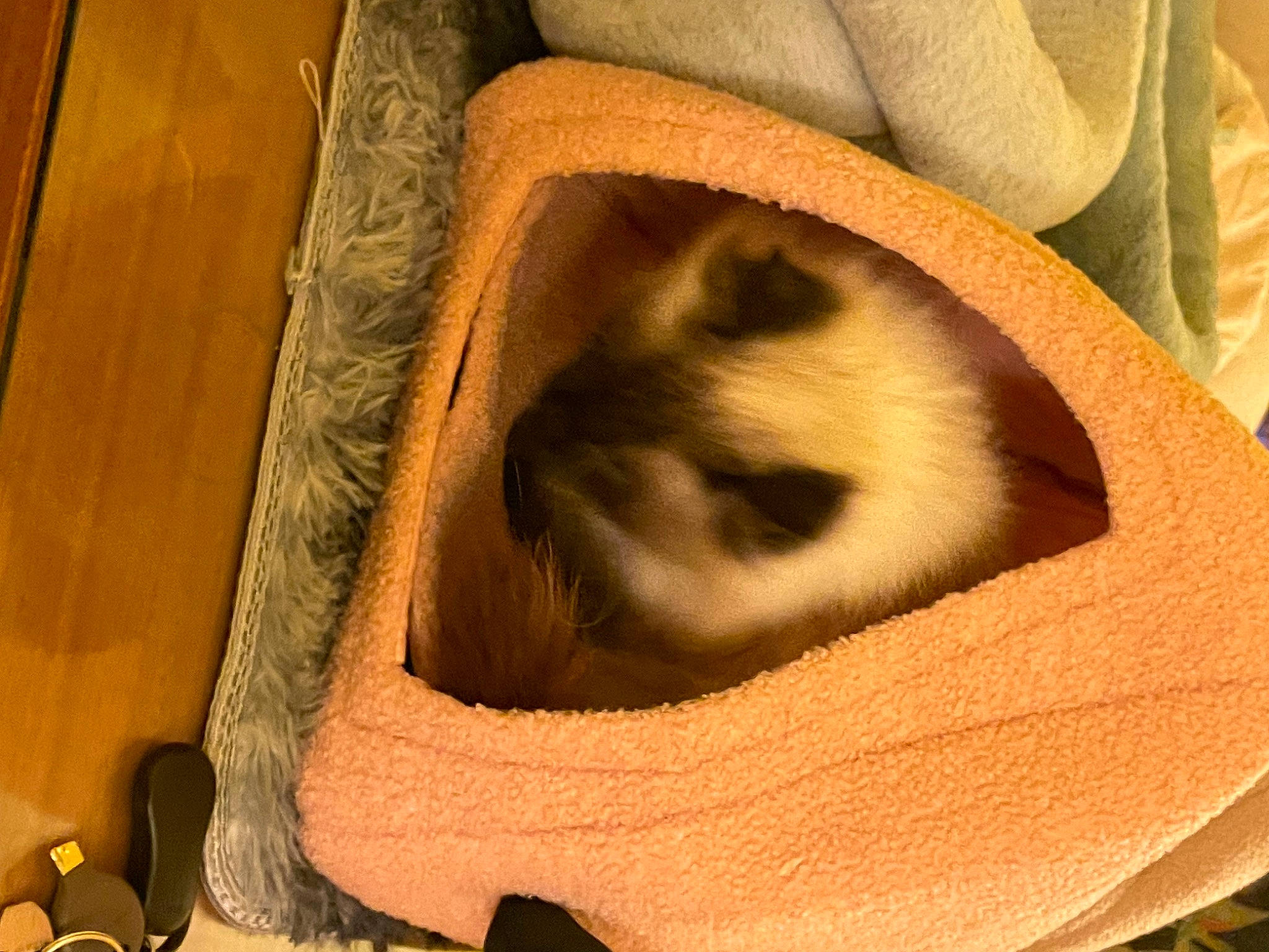 Spice is registered to the contest to win money with this photo: balinese, birman, carnivore, cat, cat_bed, cat_supply, comfort, domestic_short_haired_cat, fawn, felidae, fur, hardwood, siamese, small_to_medium_sized_cats, tail, terrestrial_animal, thai, tonkinese, whiskers, wood