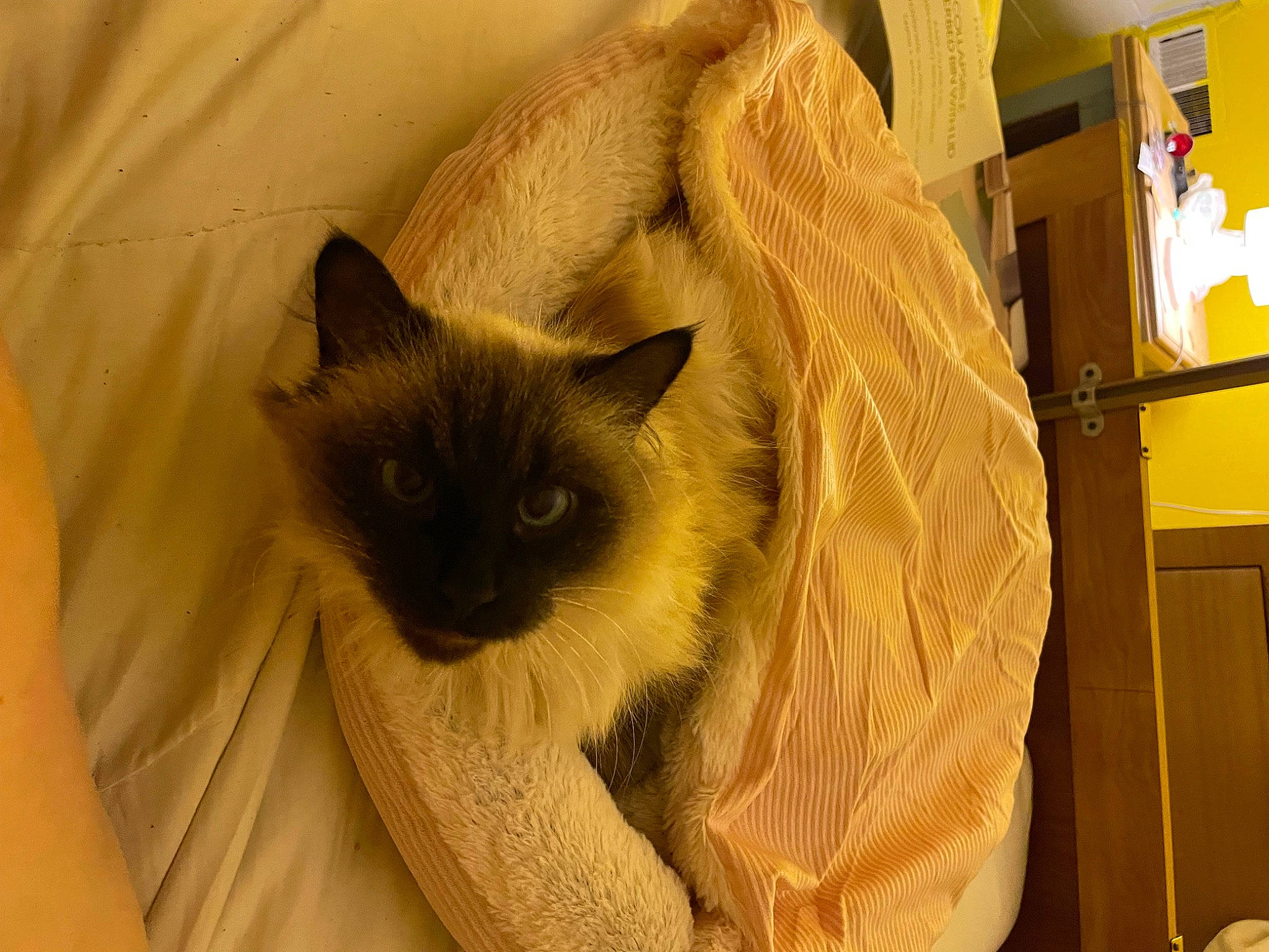 Spice joined the competition — help win amazing prizes! balinese, birman, carnivore, cat, fawn, felidae, fur, siamese, small_to_medium_sized_cats, snout, tail, thai, whiskers