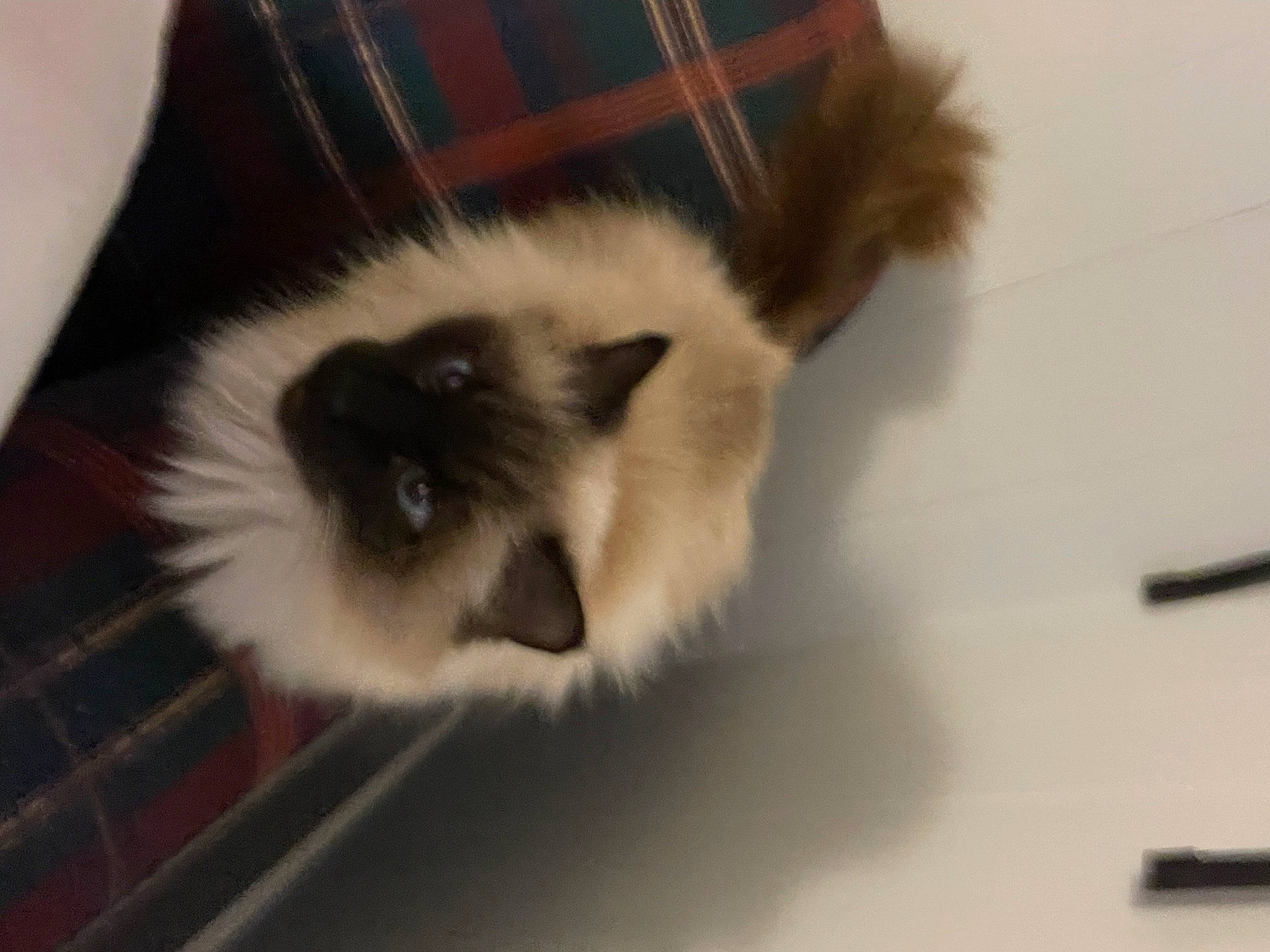 Spice joined the competition — help win amazing prizes! balinese, birman, carnivore, cat, claw, companion_dog, fawn, felidae, fur, pattern, paw, pen, plaid, ragdoll, siamese, small_to_medium_sized_cats, snout, tail, tartan, whiskers