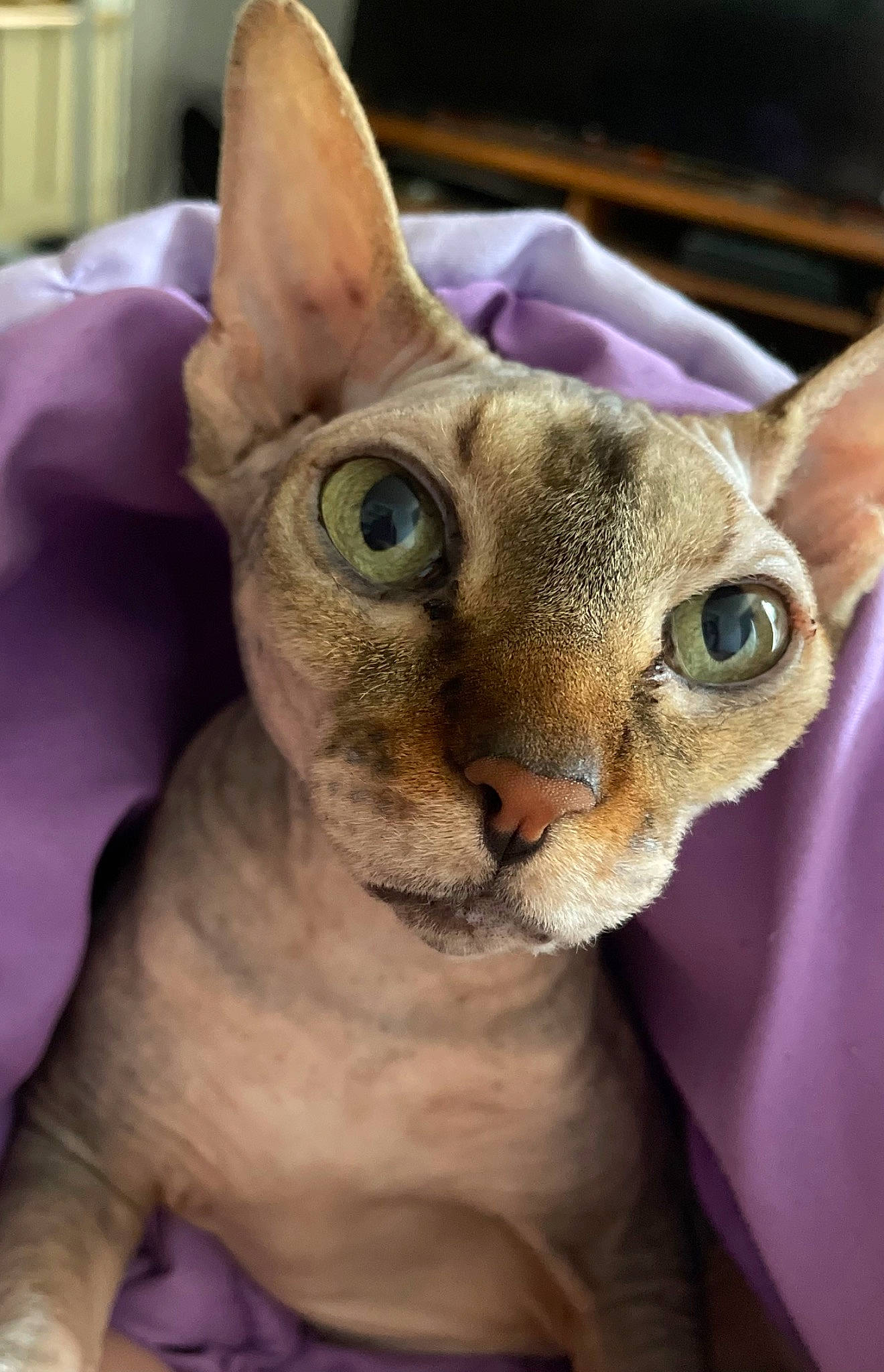 Delilah joined the competition — help win amazing prizes! artifact, cat, close_up, donskoy, ear, eye, eyelash, fawn, felidae, fur, human_body, mammal, peterbald, pink, snout, throat, toy, whiskers