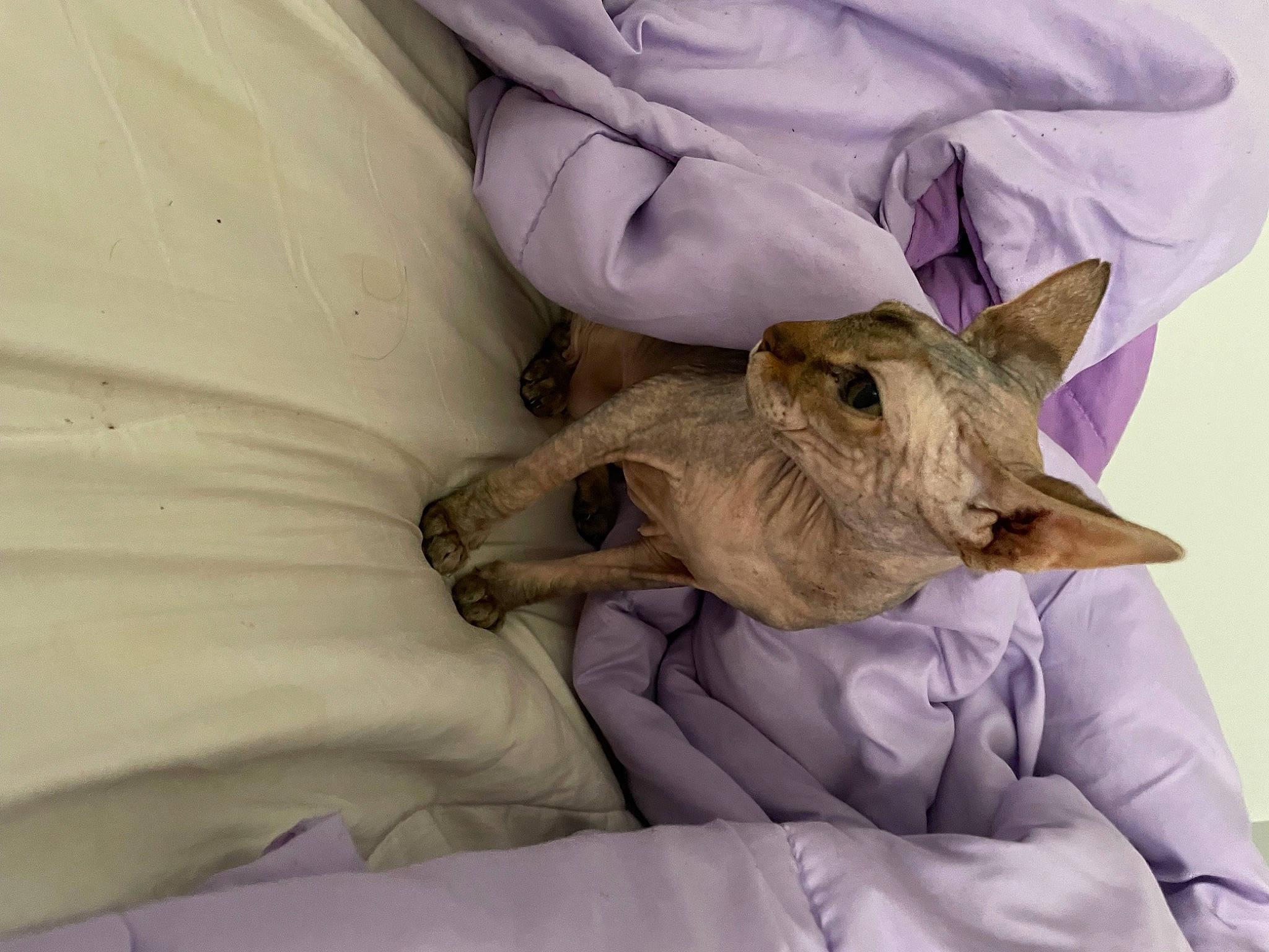 Delilah is registered to the contest to win money with this photo: carnivore, cat, comfort, companion_dog, dog_breed, domestic_short_haired_cat, fawn, felidae, fur, linens, nap, paw, room, small_to_medium_sized_cats, whiskers