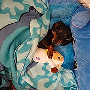 Louna a rejoint le concours — aidez-le/la à gagner de superbes lots ! animal, bed, bedroom, blanket, canine, couch, crib, cushion, dog, furniture, homedecor, hound, indoors, infantbed, person, pet, puppy, quilt, sleeping, toy