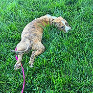 Oona is registered to the contest to win money with this photo: dog, puppy, brindle, grass, lawn, pink_leash, leash, green_grass, outdoor, lying_down, sploot, paws, fur, eyes, face, tail, backyard, cute, pet, nature