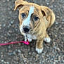 dog, puppy, leash, gravel, outdoor, close_up, brown_fur, white_marking, eyes, nose, sitting, pet, cute, portrait, shallow_depth_of_field, bokeh, young_animal, domestic_animal, looking_up, short_hair