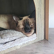 Bean joined the competition — help win amazing prizes! cat, siamese, sleeping, pet_house, blanket, wood, cozy, resting, fur, animal, indoor, cute, whiskers, face, ears, relaxation, home, comfort, feline, nap