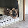 cat, siamese, sleeping, pet_house, blanket, wood, cozy, resting, fur, animal, indoor, cute, whiskers, face, ears, relaxation, home, comfort, feline, nap
