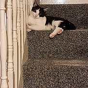 Jax joined the competition — help win amazing prizes! animal, black_and_white, carpet, cat, cozy, curious, cute, domestic, feline, fur, home, indoors, looking, paw, pet, quiet, relaxed, resting, staircase, stairs