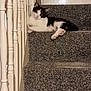 animal, black_and_white, carpet, cat, cozy, curious, cute, domestic, feline, fur, home, indoors, looking, paw, pet, quiet, relaxed, resting, staircase, stairs