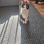 Jax is registered to the contest to win money with this photo: animal, black_and_white, carpet, cat, curious, cute, floor, furniture, home, indoor, kitten, looking, pet, playful, scratching_post, shadow, sitting, sunlight, toy, young_cat
