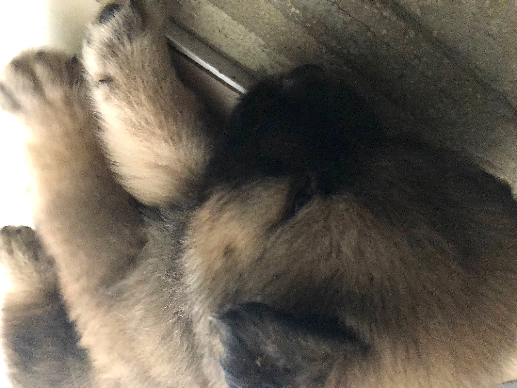 Tokyo participe au concours pour gagner de l'argent avec cette photo : canidae, carnivore, claw, companion_dog, dog_breed, eyelash, fawn, felidae, fur, nap, paw, puppy, sleep, small_to_medium_sized_cats, snout, sporting_group, tail, terrestrial_animal, vertebrate, whiskers