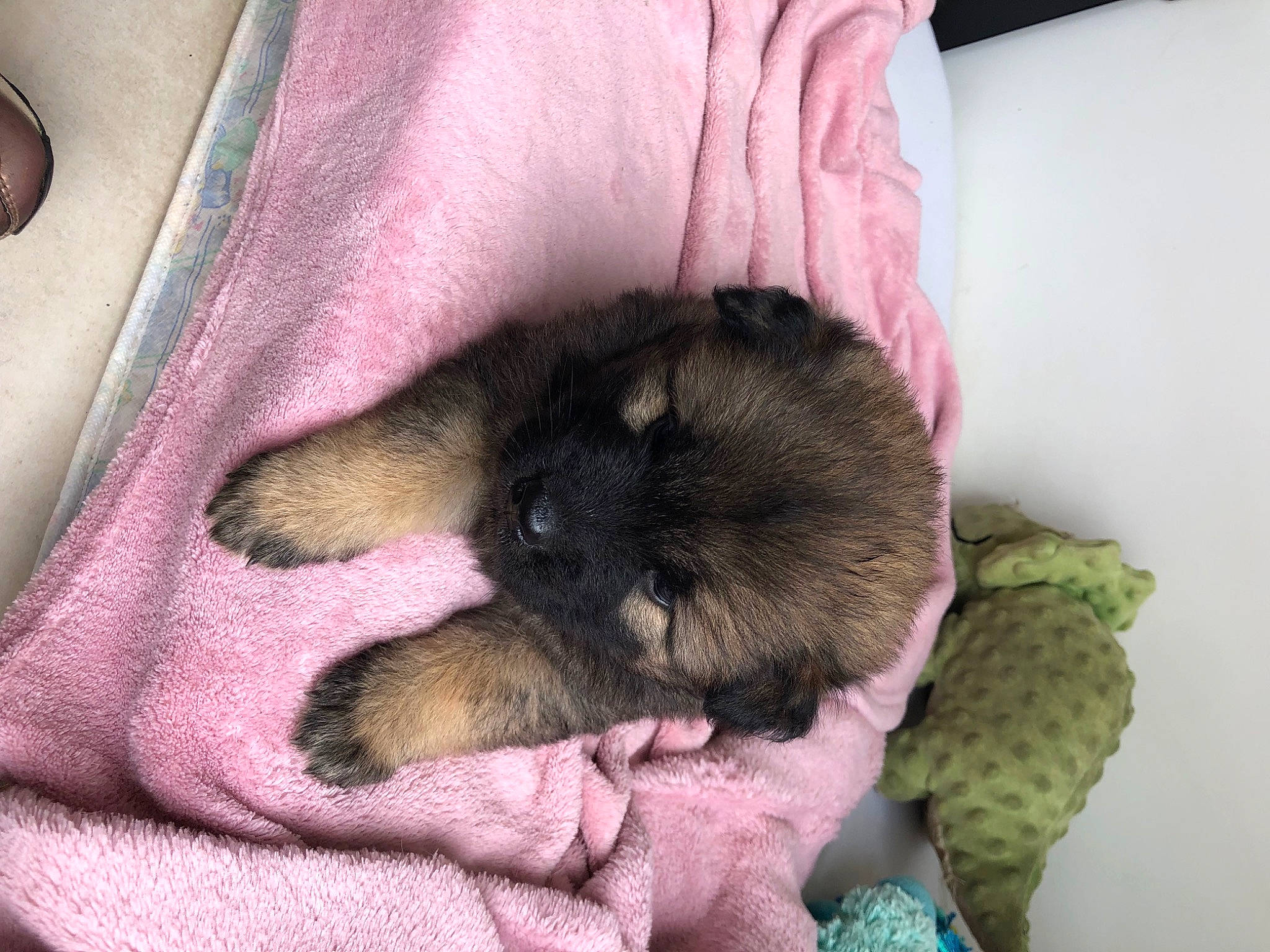 Tokyo participe au concours pour gagner de l'argent avec cette photo : bedtime, canidae, carnivore, claw, comfort, companion_dog, dog, dog_bed, dog_breed, fawn, felidae, fur, nap, paw, puppy, small_to_medium_sized_cats, snout, sporting_group, toy_dog, whiskers