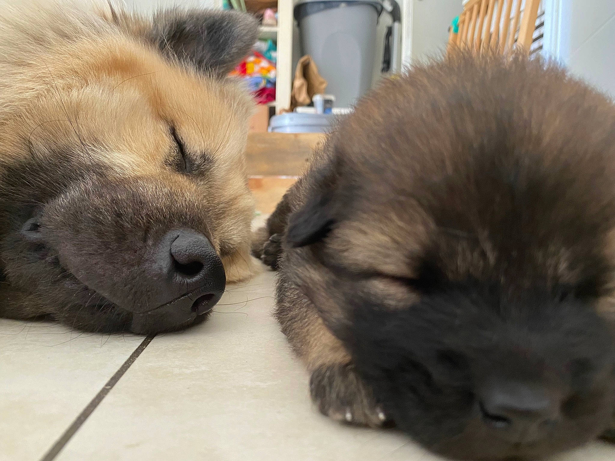 Tokyo participe au concours pour gagner de l'argent avec cette photo : ancient_dog_breeds, canidae, carnivore, companion_dog, dog, dog_breed, fawn, fur, german_spitz, german_spitz_mittel, liver, non_sporting_group, paw, puppy, snout, spitz, sporting_group, toy_dog, whiskers, working_animal