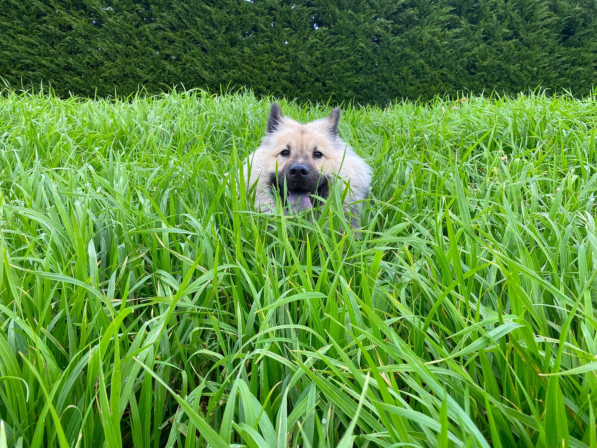 Rubis a rejoint le concours — aidez-le/la à gagner de superbes lots ! canidae, carnivore, companion_dog, dog, dog_breed, fawn, field, grass, grass_family, grassland, groundcover, lawn, meadow, pasture, people_in_nature, plant, prairie, sporting_group, terrier, toy_dog