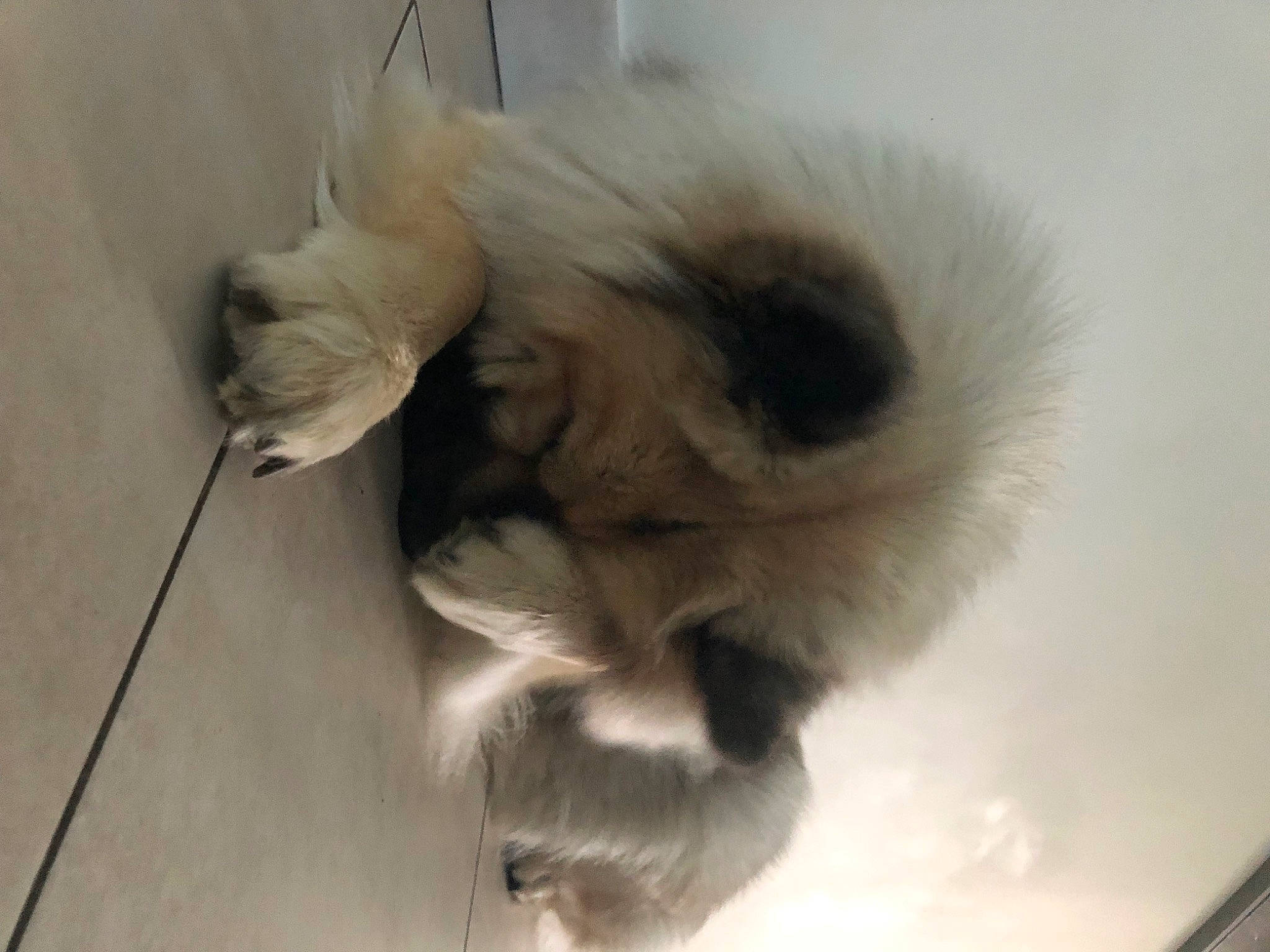 Rubis participe au concours pour gagner de l'argent avec cette photo : balinese, canidae, carnivore, cat, claw, companion_dog, dog_breed, fawn, felidae, fur, german_spitz, mammal, nap, paw, ragdoll, small_to_medium_sized_cats, spitz, tail, vertebrate, whiskers