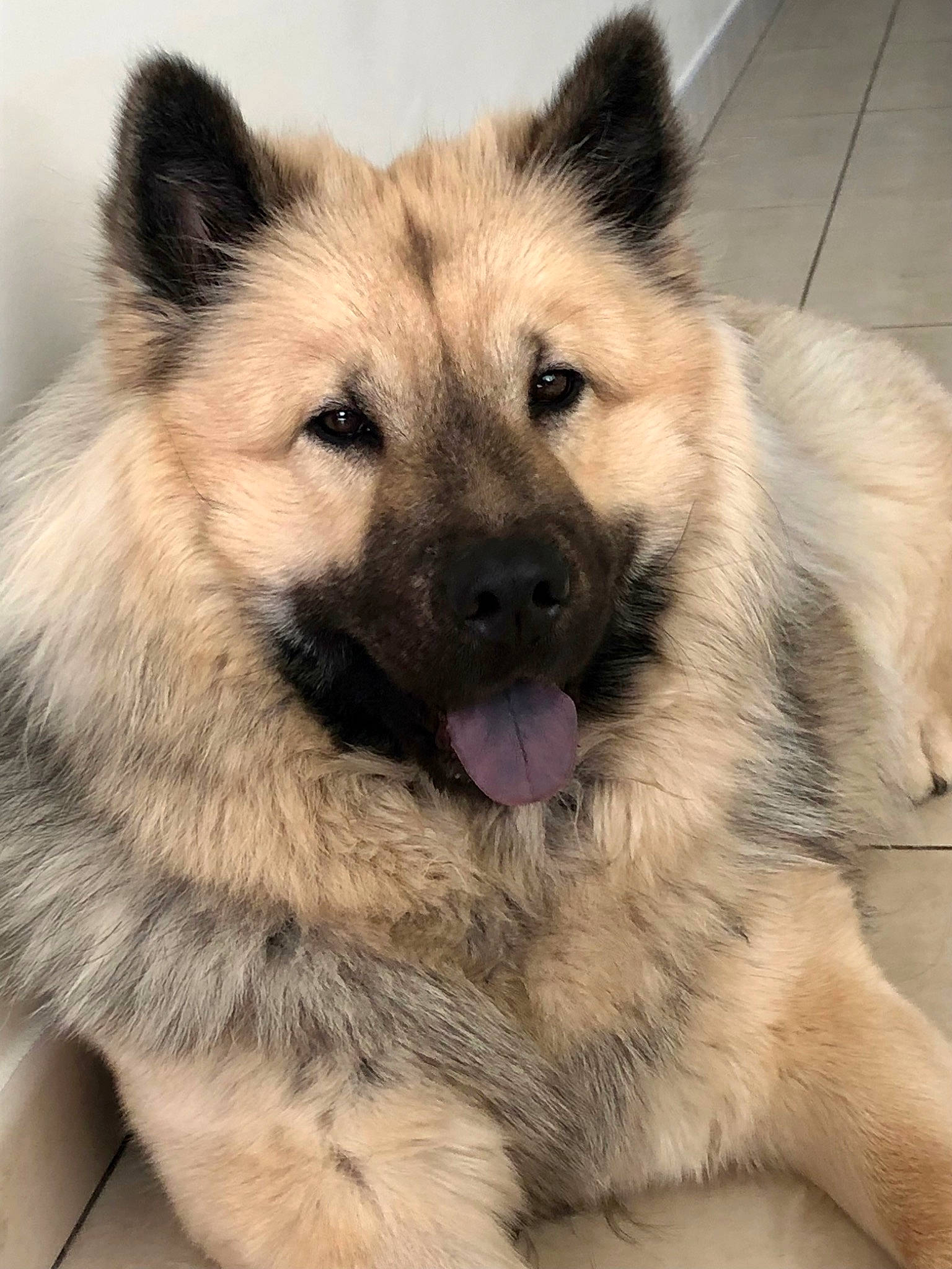 Rubis a rejoint le concours — aidez-le/la à gagner de superbes lots ! canidae, canis, carnivore, companion_dog, dog, dog_breed, eye, fawn, fur, giant_dog_breed, head, iris, jaw, paw, snout, sporting_group, terrestrial_animal, whiskers, wildlife, working_animal