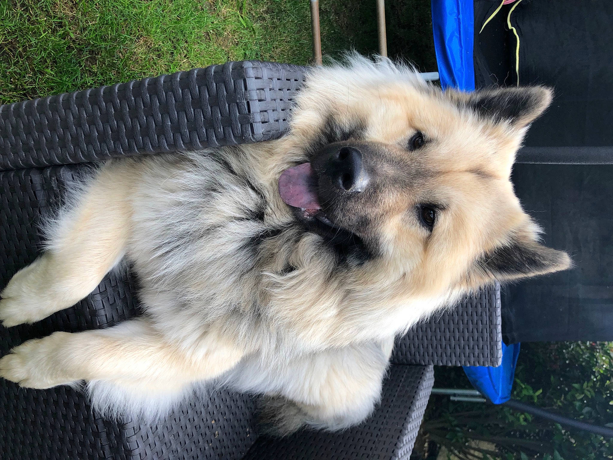 Rubis participe au concours pour gagner de l'argent avec cette photo : canidae, canis, carnivore, collar, companion_dog, dog, dog_breed, dog_supply, fawn, fur, german_spitz, german_spitz_klein, german_spitz_mittel, snout, spitz, sporting_group, tail, toy_dog, working_animal, working_dog