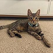 Atlas joined the competition — help win amazing prizes! cat, tabby, indoor, carpet, collar, pets, feline, animal, domestic, resting, relaxed, fur, whiskers, ears, eyes, tail, paws, cabinet, floor, home