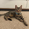cat, tabby, indoor, carpet, collar, pets, feline, animal, domestic, resting, relaxed, fur, whiskers, ears, eyes, tail, paws, cabinet, floor, home