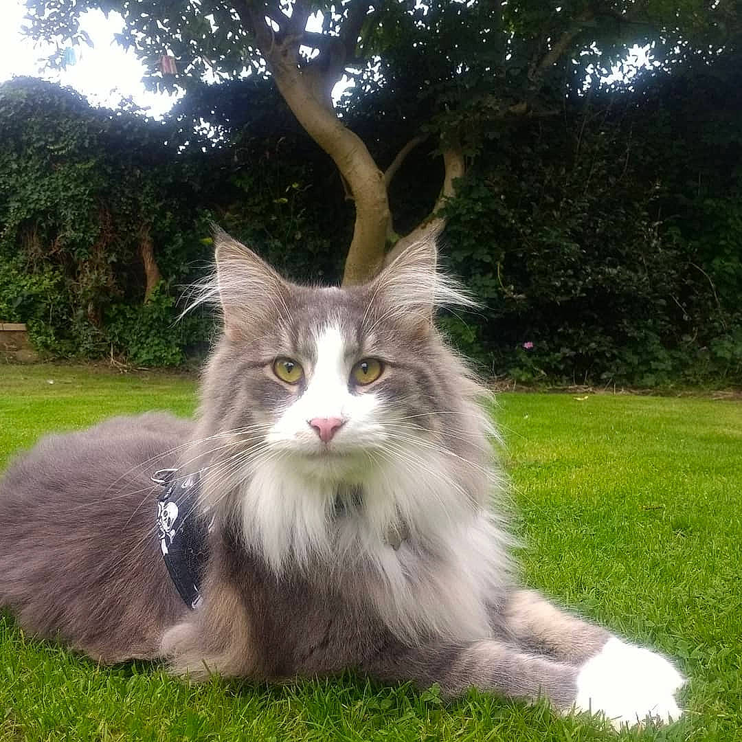 Rory Lucifer is registered to the contest to win money with this photo: carnivore, cat, companion_dog, dog_breed, domestic_short_haired_cat, eye, felidae, fur, grass, paw, plant, sitting, small_to_medium_sized_cats, snout, tail, terrestrial_animal, tree, vehicle_registration_plate, whiskers, window