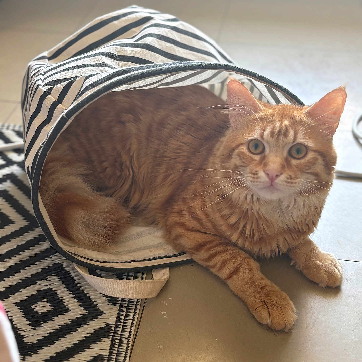 Claire a rejoint le concours — aidez-le/la à gagner de superbes lots ! animal, cat, closeup, cozy, curious_eyes, curled_tail, ears, feline, floor, fluffy, home, indoor, orange_tabby, paws, pet, portrait, relaxed, rug, striped_basket, whiskers