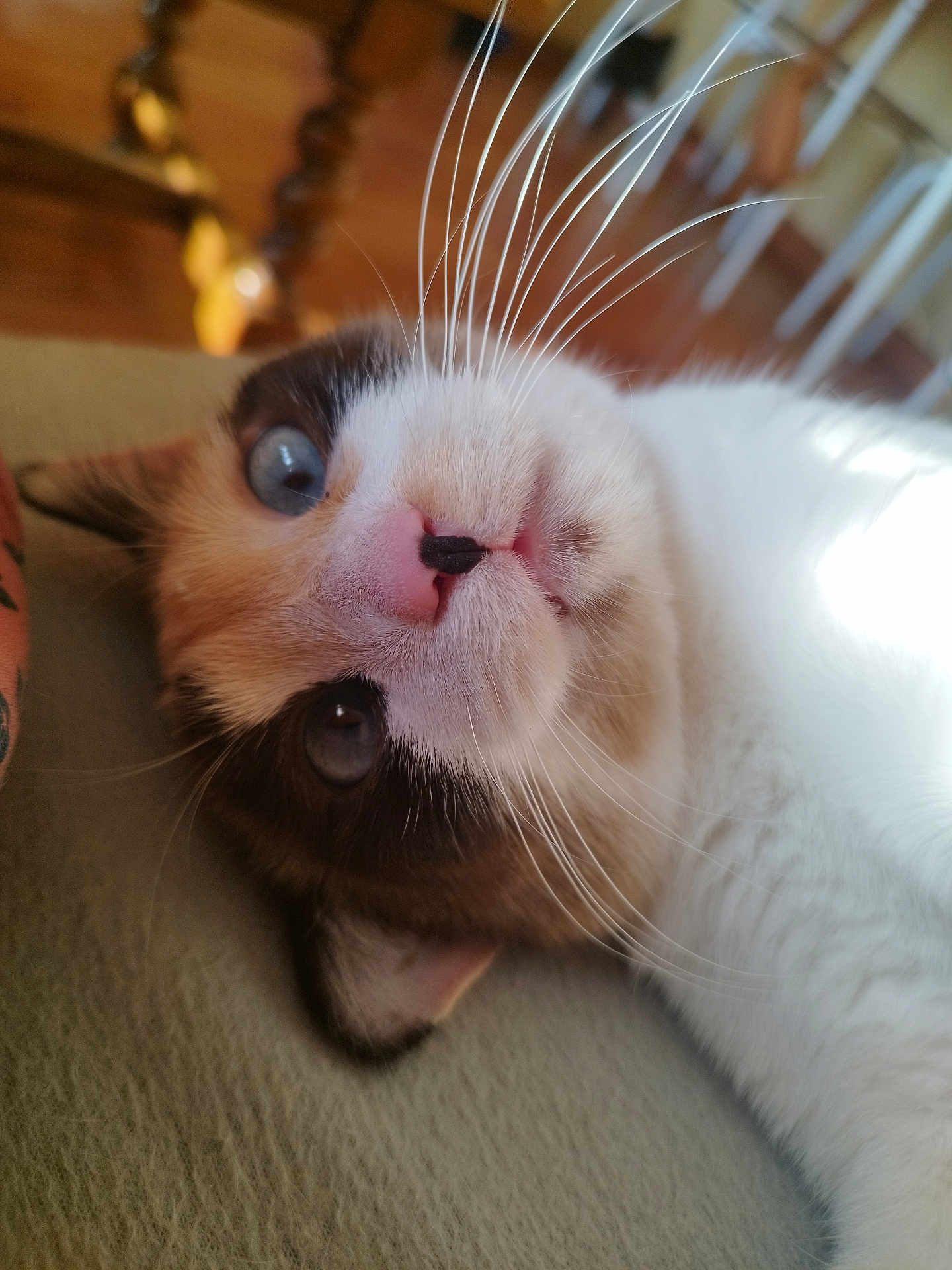 Lou participe au concours pour gagner de l'argent avec cette photo : cat, close_up, blue_eyes, whiskers, pink_nose, fur, relaxed, lying_down, indoor, pet, animal, face, portrait, cute, feline, soft, closeup, domestic_cat, sleepy