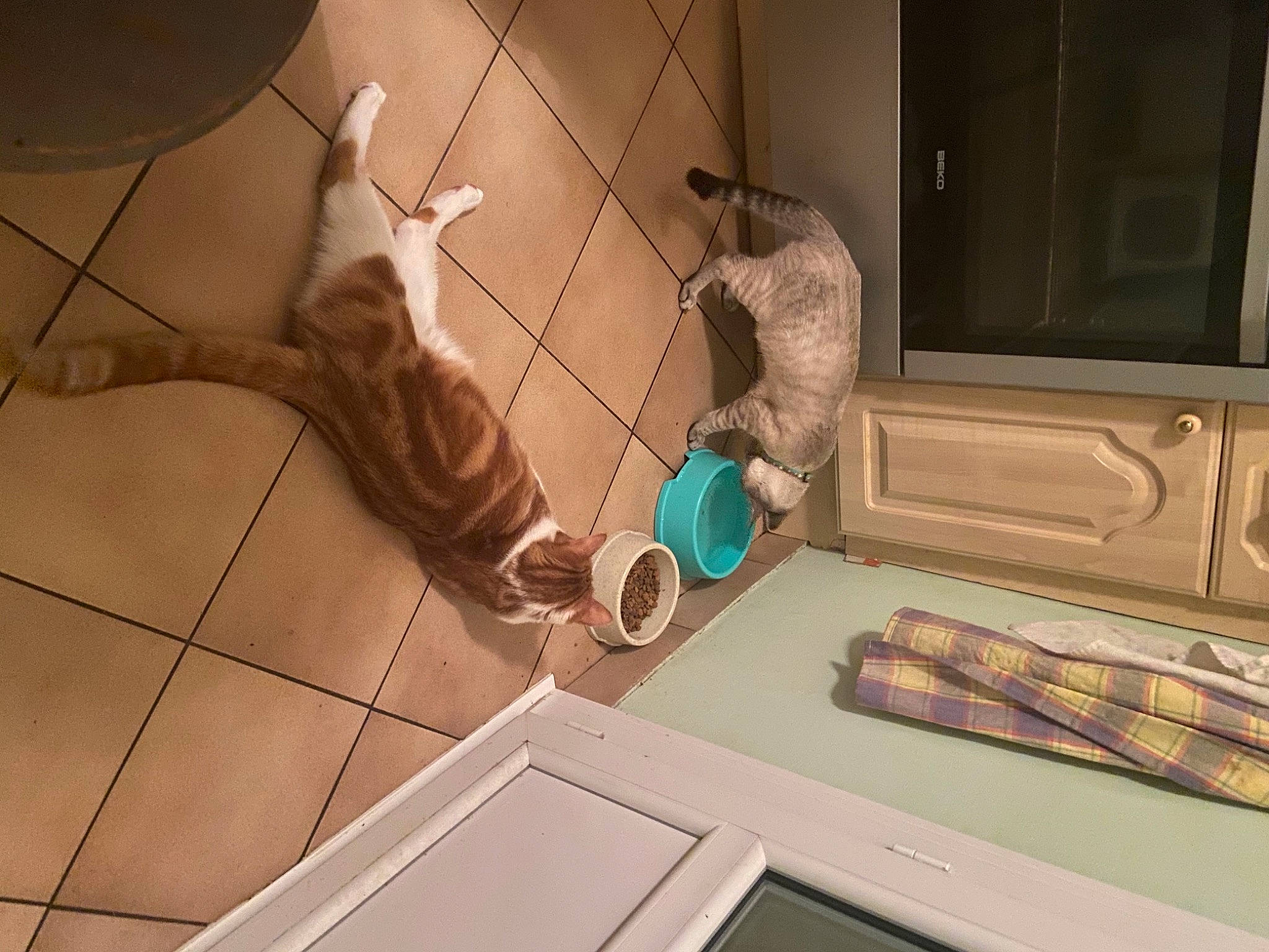 Pinpon participe au concours pour gagner de l'argent avec cette photo : carnivore, cat, claw, display_device, felidae, floor, flooring, foot, fur, paw, small_to_medium_sized_cats, stuffed_toy, tail, tile, tile_flooring