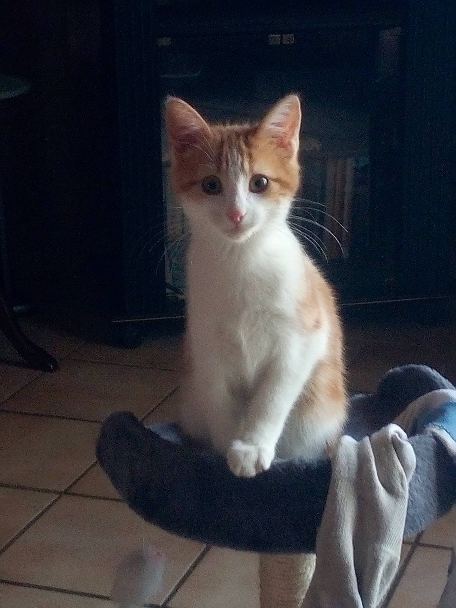 Pinpon a rejoint le concours — aidez-le/la à gagner de superbes lots ! aegean_cat, carnivore, cat, domestic_short_haired_cat, ear, european_shorthair, eye, felidae, fur, kitten, leg, mammal, ojos_azules, polydactyl_cat, sitting, small_to_medium_sized_cats, tabby_cat, turkish_angora, turkish_van, whiskers