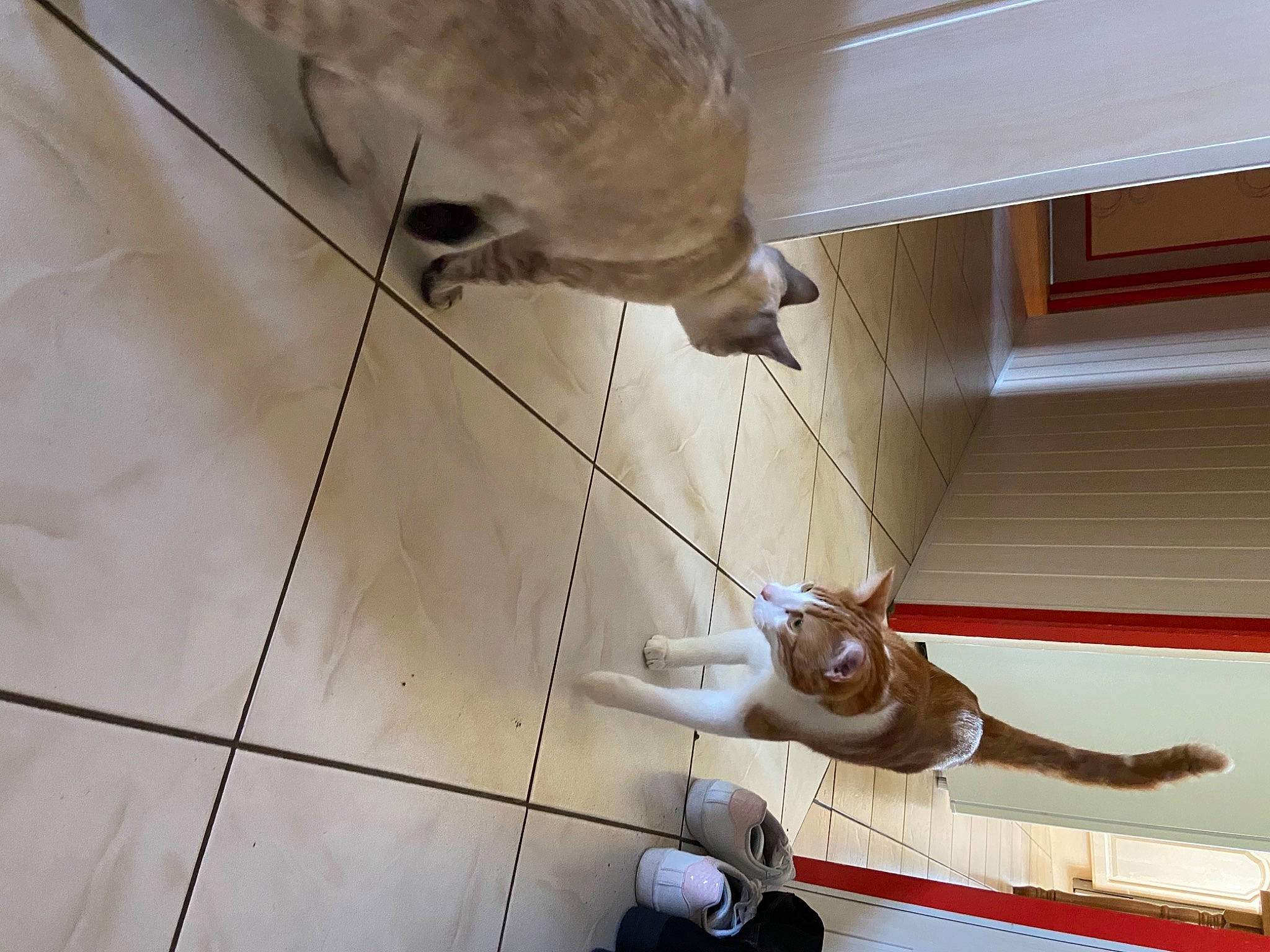 Pinpon participe au concours pour gagner de l'argent avec cette photo : canidae, carnivore, collar, companion_dog, dog, dog_breed, fawn, floor, flooring, leash, liver, pet_supply, snout, sporting_group, tile, tile_flooring, vertebrate, working_animal, working_dog