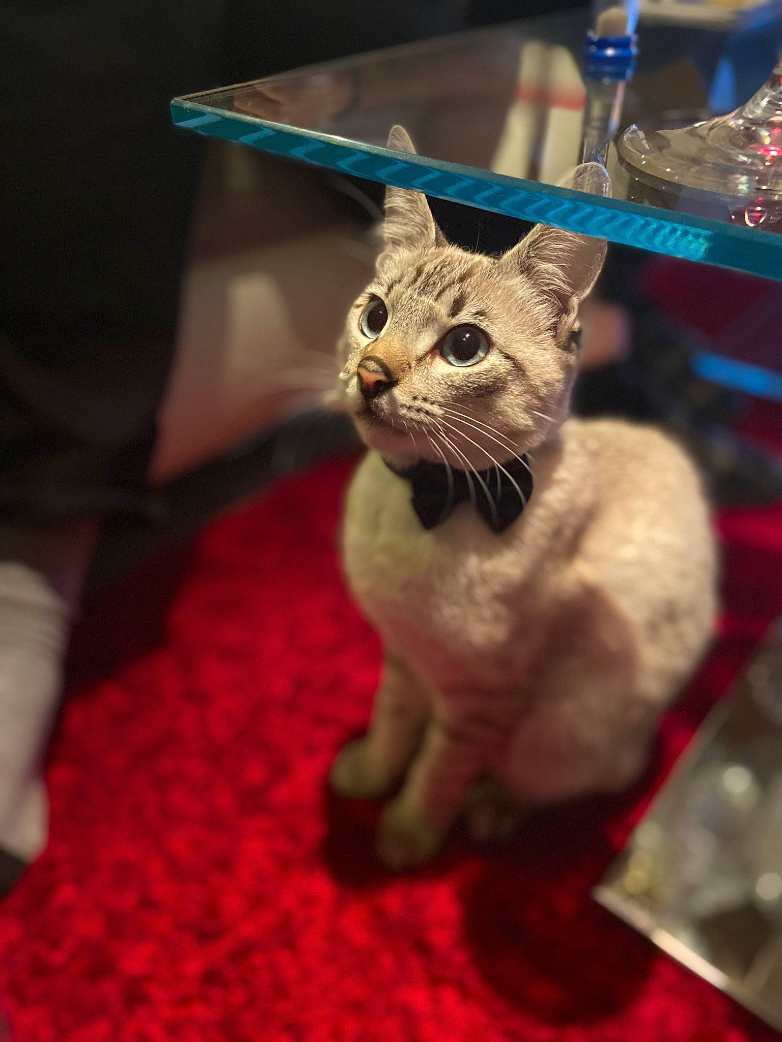 Rio participe au concours pour gagner de l'argent avec cette photo : art, carnivore, carpet, cat, claw, domestic_short_haired_cat, electric_blue, fawn, felidae, flooring, fur, paw, plant, small_to_medium_sized_cats, snout, tail, terrestrial_animal, whiskers