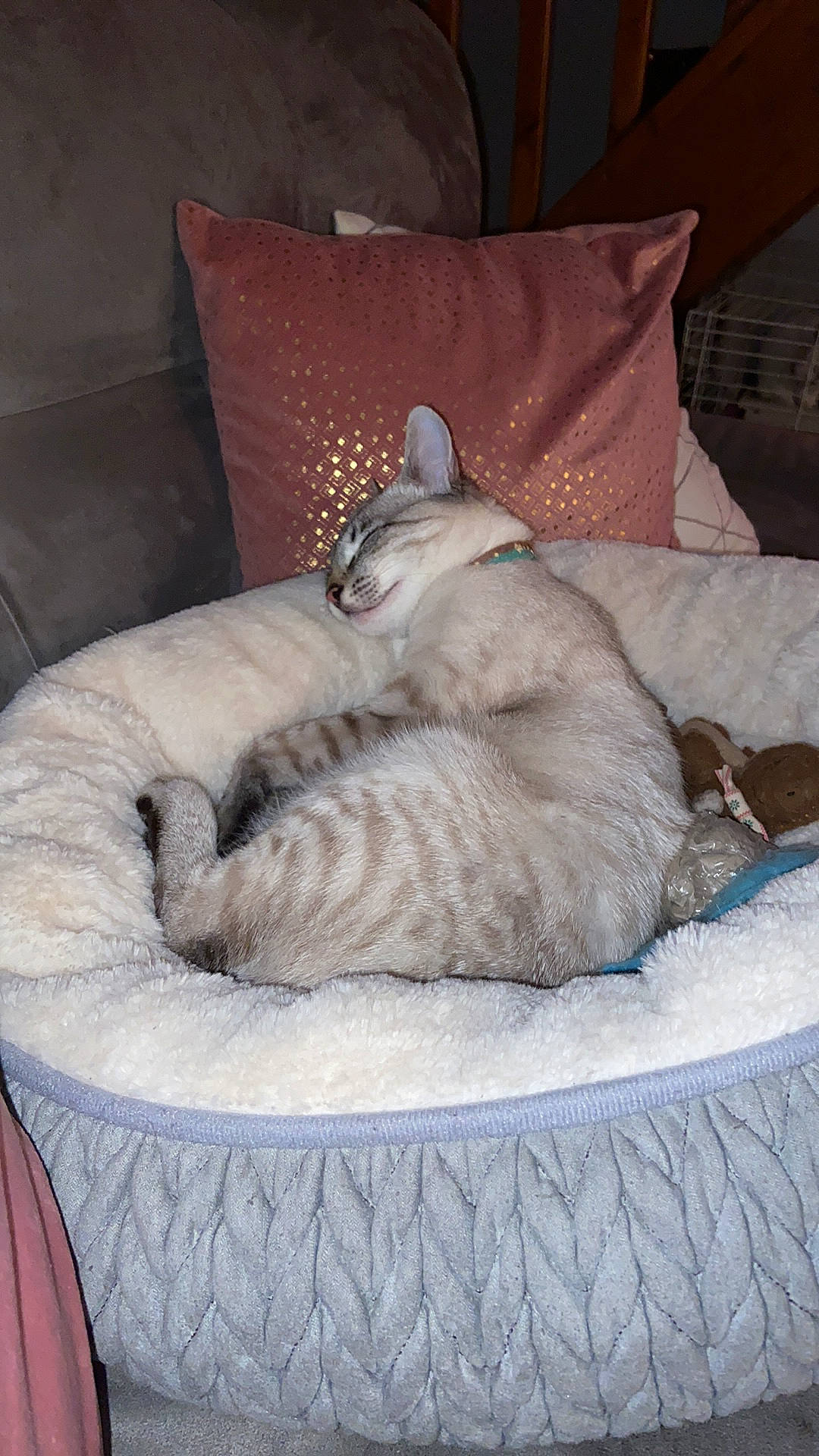 Rio participe au concours pour gagner de l'argent avec cette photo : bed, bedding, carnivore, cat, cat_bed, cat_supply, comfort, couch, domestic_short_haired_cat, fawn, felidae, fur, grey, linens, mattress, nap, small_to_medium_sized_cats, tail, textile, whiskers