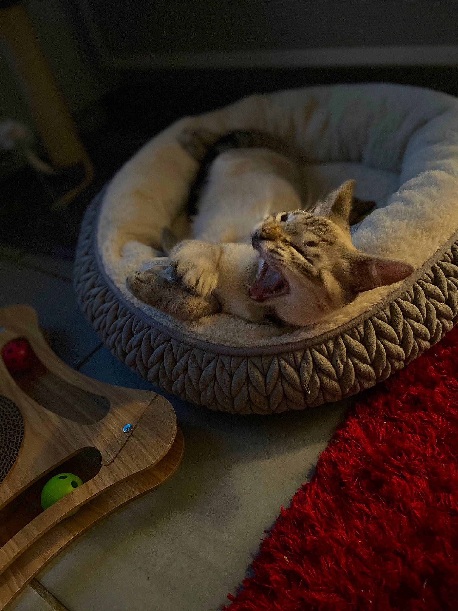 Rio a rejoint le concours — aidez-le/la à gagner de superbes lots ! carnivore, cat, cat_bed, cat_supply, comfort, companion_dog, domestic_short_haired_cat, fawn, felidae, floor, flooring, grey, hardwood, linens, paw, small_to_medium_sized_cats, tail, vertebrate, whiskers, wood