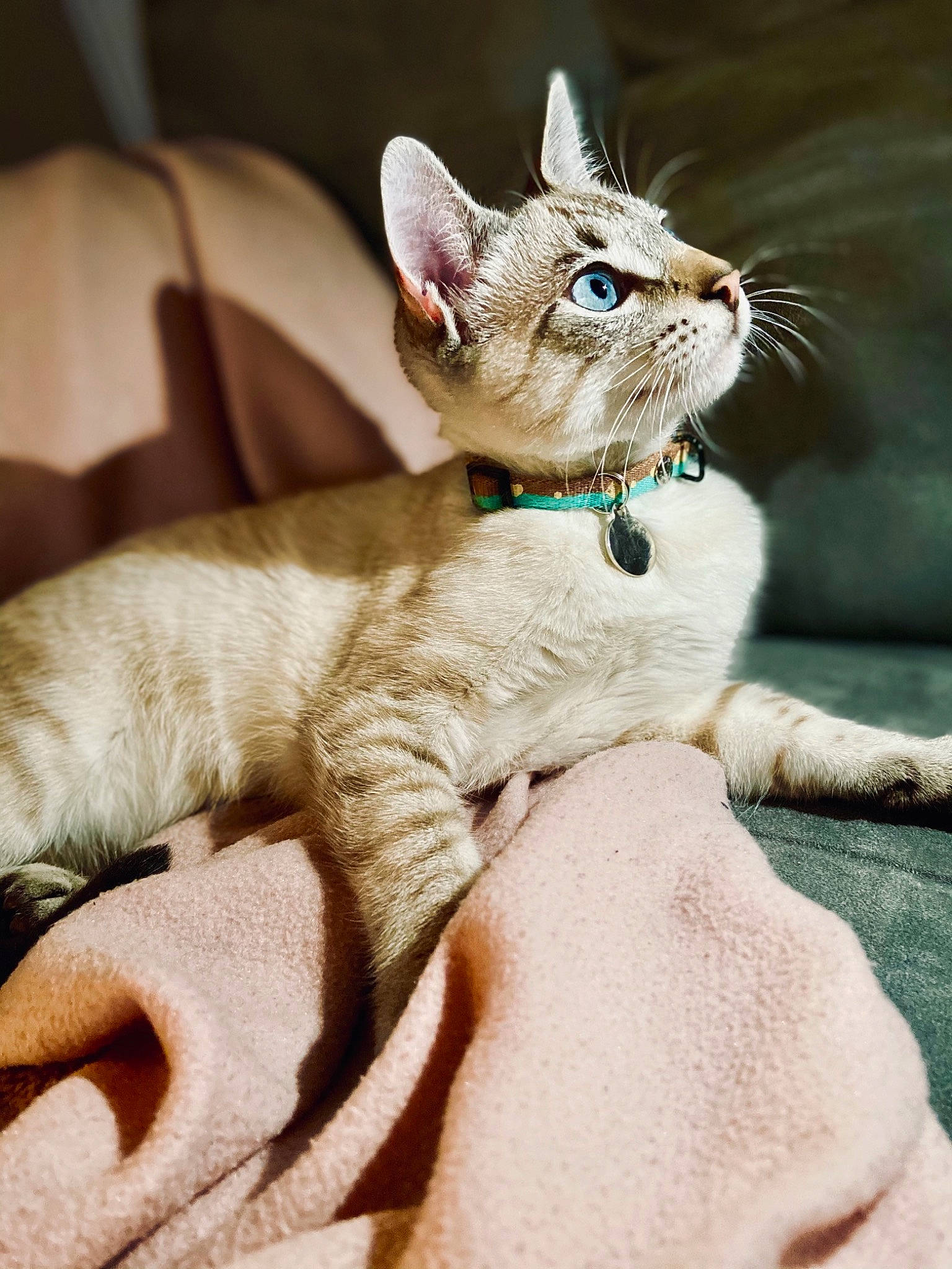 Rio a rejoint le concours — aidez-le/la à gagner de superbes lots ! canidae, carnivore, cat, claw, collar, comfort, domestic_short_haired_cat, fawn, felidae, foot, fur, paw, small_to_medium_sized_cats, snout, tail, terrestrial_animal, whiskers, wildlife