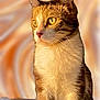 Laminou Yamal participe au concours pour gagner de l'argent avec cette photo : cat, tabby, pet, feline, animal, closeup, portrait, fur, whiskers, ears, eyes, sitting, indoor, warm_light, soft_background, curious, domestic_animal, mammal, cute, detailed