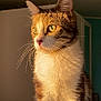cat, tabby_cat, indoor, sunlight, whiskers, fur, pet, animal, domestic_cat, closeup, portrait, yellow_eyes, cute, feline, looking_away, soft_light, cozy, warm_tone, ears, alert