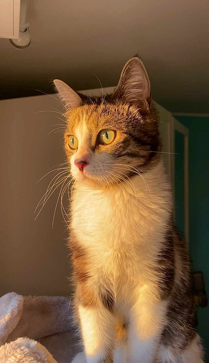 Laminou Yamal participe au concours pour gagner de l'argent avec cette photo : cat, tabby_cat, indoor, sunlight, whiskers, fur, pet, animal, domestic_cat, closeup, portrait, yellow_eyes, cute, feline, looking_away, soft_light, cozy, warm_tone, ears, alert