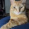 animal, blue_blanket, cat, closeup, cozy, cute, domestic, eyes, feline, fur, household, indoor, orange_tabby, paws, pet, portrait, relaxed, resting, soft_light, whiskers