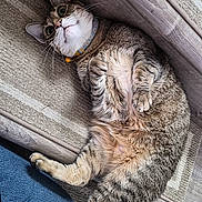 Cookie is registered to the contest to win money with this photo: cat, tabby, pet, animal, furry, lying_down, back, belly, paws, whiskers, collar, indoor, carpet, floor, wood, blue_jeans, relaxed, funny_pose, portrait, close_up