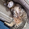 cat, tabby, pet, animal, furry, lying_down, back, belly, paws, whiskers, collar, indoor, carpet, floor, wood, blue_jeans, relaxed, funny_pose, portrait, close_up