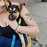 Whiskey is registered to the contest to win money with this photo: puppy, dog, blue_eyes, floppy_ears, black_and_tan, pet, animal, person, woman, tattoo, leash, rainbow_leash, outdoor, sidewalk, concrete, sitting, holding, portrait, cute, companion